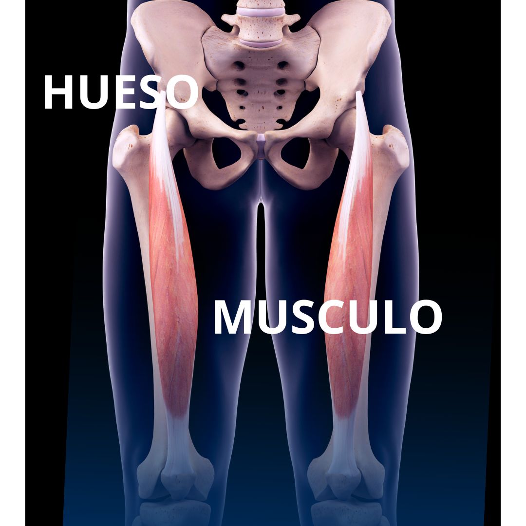 MUSCULO